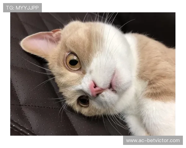 生气猫微信小程序名称揭秘 快速了解这款热门小游戏的详细信息 生气猫微信小程序名称揭秘 快速了解这款热门小游戏的详细信息